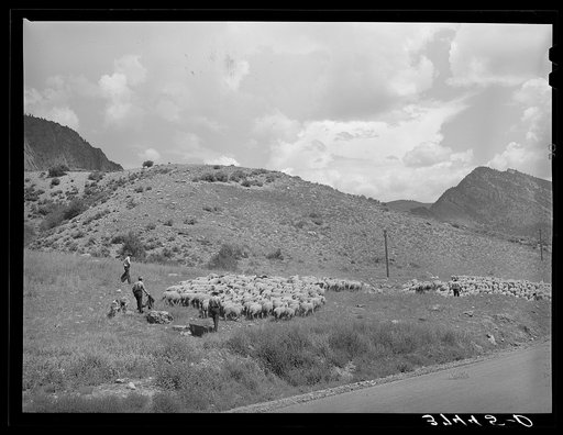 Driving fat lambs to Cimarron, Colorado, for shipping to Denver, Colorado