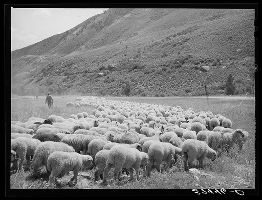 Untitled photo, possibly related to: Driving fat lambs to Cimarron, Colorado, for shipping to Denver, Colorado