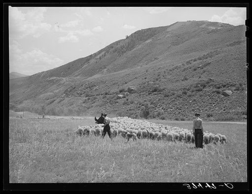Driving fat lambs to Cimarron, Colorado, for shipping to Denver, Colorado