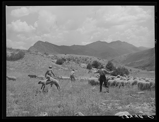 Driving fat lambs to Cimarron, Colorado, for shipping to Denver, Colorado