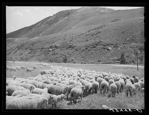 Driving fat lambs to Cimarron, Colorado, for shipping to Denver, Colorado