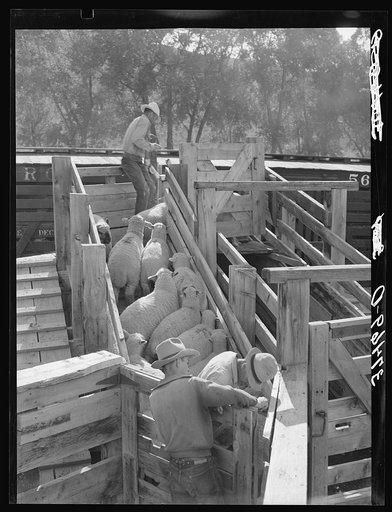 Untitled photo, possibly related to: Loading fat lambs on narrow gauge railway cars. Cimarron, Colorado