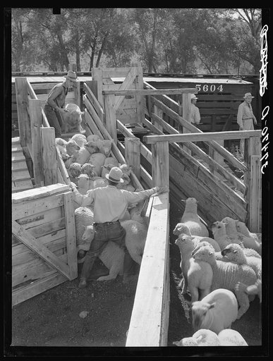 Untitled photo, possibly related to: Loading fat lambs on narrow gauge railway cars. Cimarron, Colorado