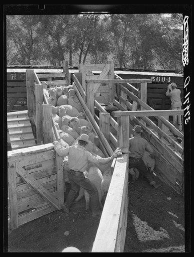 Loading fat lambs on narrow gauge railway cars. Cimarron, Colorado