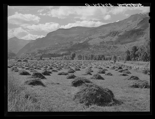 Hay is one of the main crops of the Uncompahgre River Valley, Ouray County, Colorado. In this section ranching is the principal farm type and hay is grown for winter feed