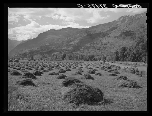 Untitled photo, possibly related to: Hay is one of the main crops of the Uncompahgre River Valley, Ouray County, Colorado. In this section ranching is the principal farm type and hay is grown for winter feed
