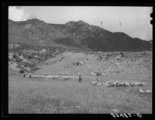 Driving fat lambs to Cimarron, Colorado, for shipment to Denver, Colorado