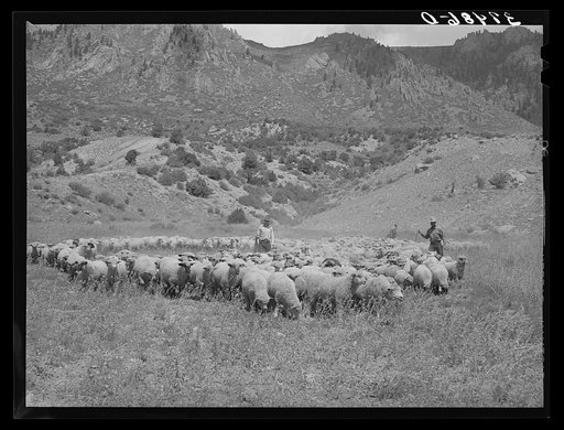Driving fat lambs to Cimarron, Colorado, for shipment to the Denver market