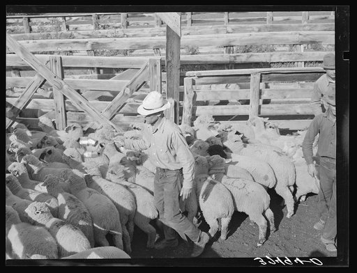 Scaring sheep by rattling tin cans while driving the sheep into railroad cars for shipping to Denver. Cimarron, Colorado