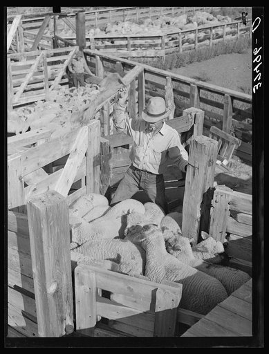 Loading fat lambs. Cimarron, Colorado