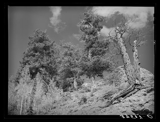 Trees at timber line become scraggly and twisted. Telluride, Colorado