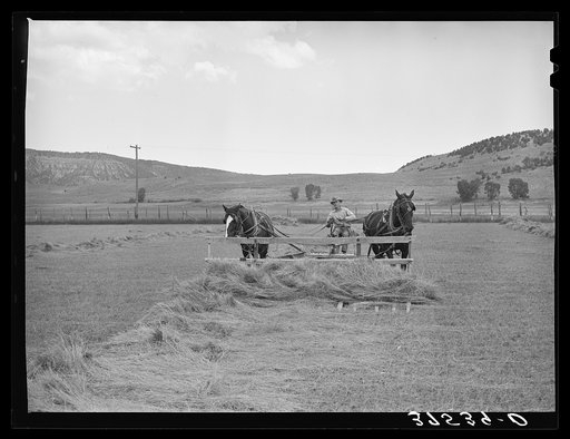 Piling hay with pusher in the Uncompahgre River Valley. Ouray County, Colorado