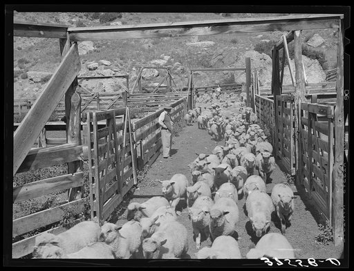 Untitled photo, possibly related to: Fat lambs being driven into corrals for loading on for shipment to Denver markets. Cimarron, Colorado