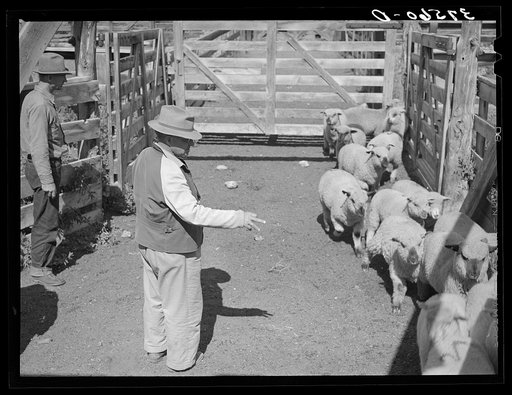 Counting fat lambs as they are being driven into corrals for loading onto trains. Cimarron, Colorado