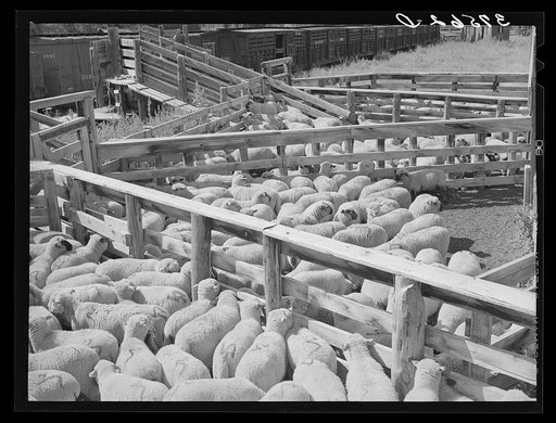 Fat lambs in shipping pens. Cimarron, Colorado