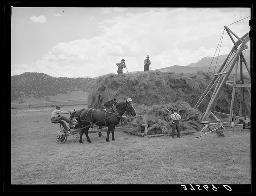 Pushing load of hay onto hay stacker. Ouray County, Colorado