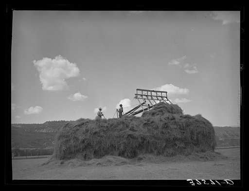 Stacking hay. Ouray County, Colorado