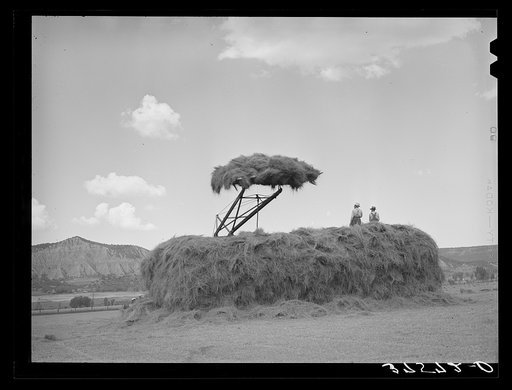Stacking hay. Ouray County, Colorado