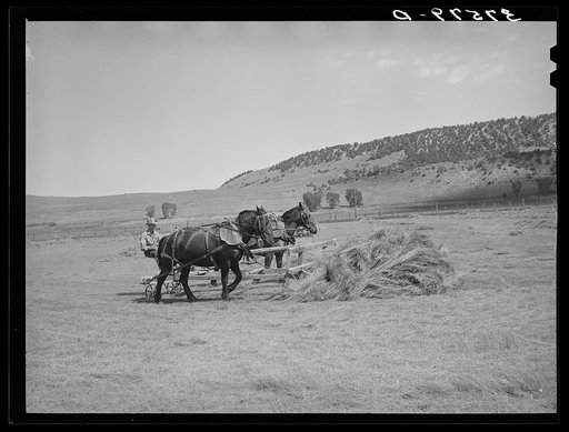 Gathering hay with pusher. Ouray County, Colorado