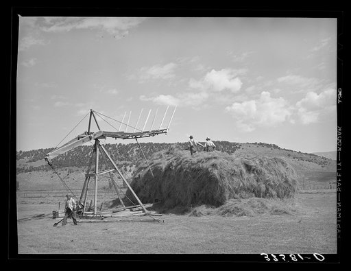 Untitled photo, possibly related to: Stocking hay. Ouray County, Colorado