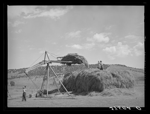 Stocking hay. Ouray County, Colorado