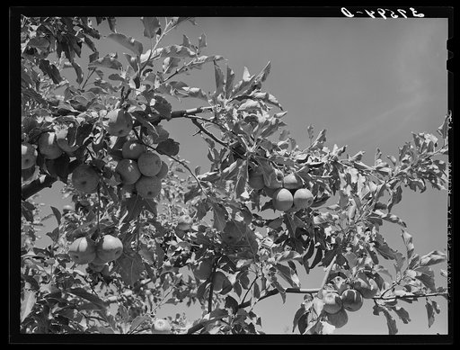 Apples are the main fruit crop of Delta County, Colorado