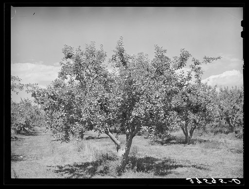 Apples are the main fruit crop of Delta County, Colorado
