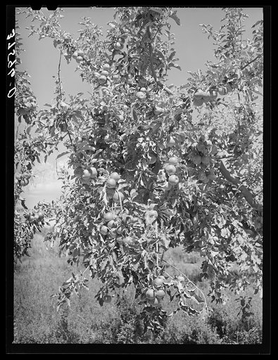 Apples are the main fruit crop of Delta County, Colorado