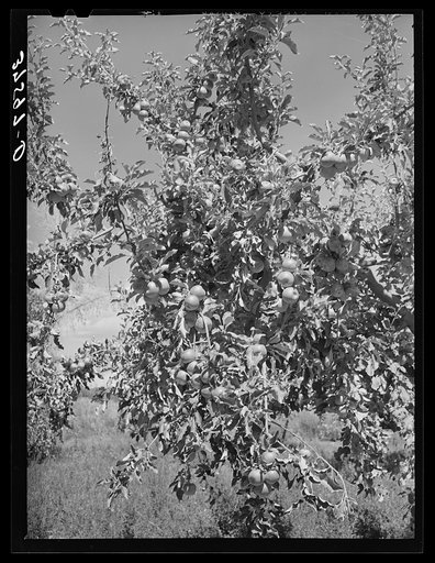 Untitled photo, possibly related to: Apples are the main fruit crop of Delta County, Colorado