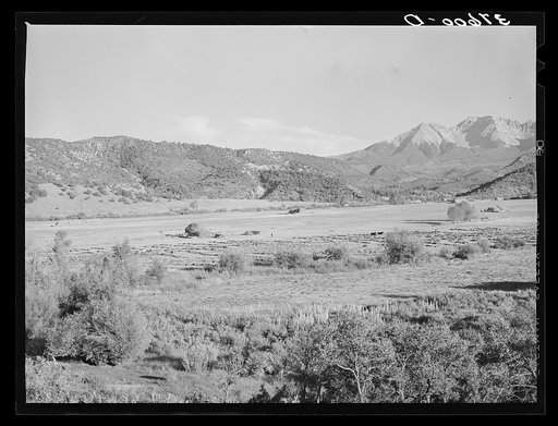 Putting up hay in mountain valley. Ouray County, Colorado