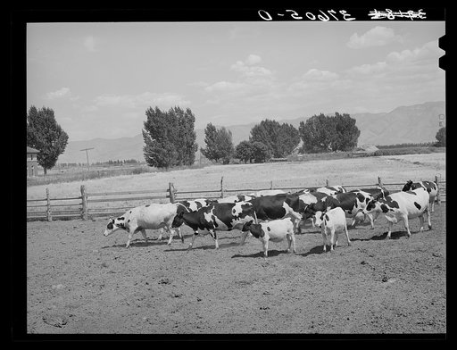 Cache County, Utah, has some of the the best dairy herds in the state