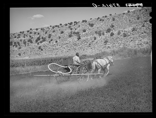 The duster of the Allen Valley Duster Association dusting alfalfa. Sanpete County, Utah