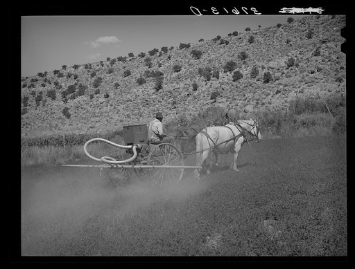 Untitled photo, possibly related to: The duster of the Allen Valley Duster Association dusting alfalfa. Sanpete County, Utah