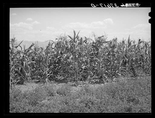 Corn near alfalfa field. Cornish, Utah