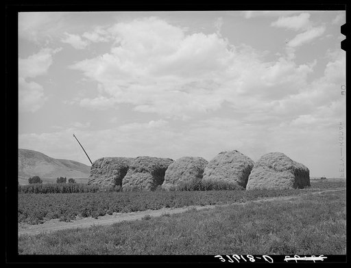 Stacks of hay on farm. Cornish, Utah