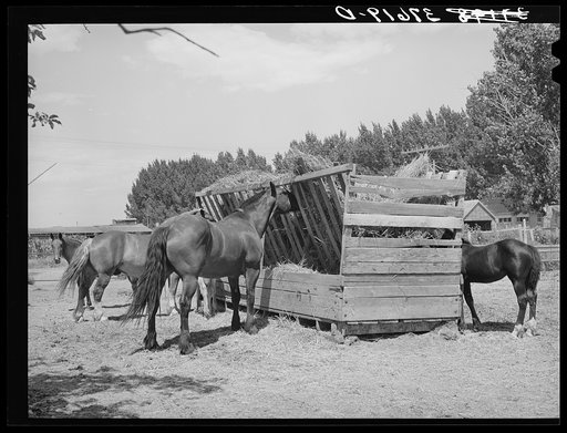 Horses at feeding stall. Cornish, Utah