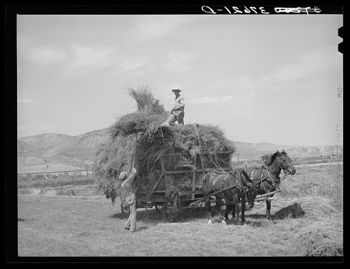 Pitching hay on farm. Cornish, Utah