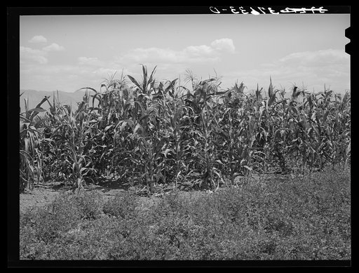 Untitled photo, possibly related to: Corn near alfalfa field. Cornish, Utah