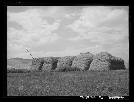 Untitled photo, possibly related to: Stacks of hay on farm. Cornish, Utah