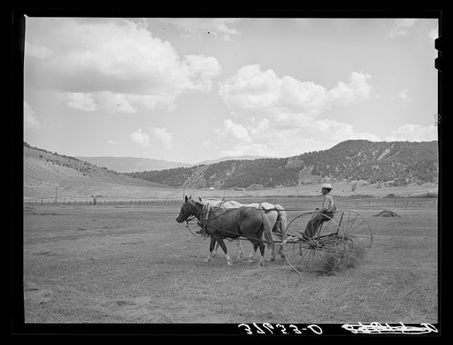 Raking hay on Ouray County. Colorado farm