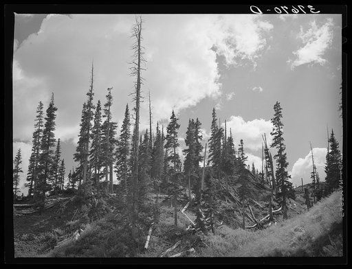 Stand of pine with rotting logs which were cut and left by mine operators when they were cutting timber for mine and mill construction