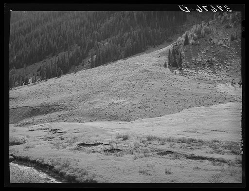 Sheep on mountain slope. San Juan County, Colorado. During the summer months sheep are grazed on the higher mountains and meadows and then in September and October are moved down to the lower valleys for the winter