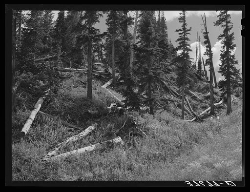 Rotting logs. During the early mining development, logs were cut lavishly for use in mine and mill construction and the surplus logs were left to rot where they fell. Ouray County, Colorado