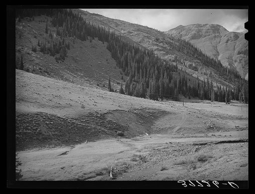 Sheep being driven down from mountain pasture to the valley near Silverton in San Juan County, Colorado