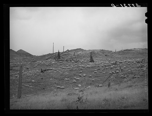 Untitled photo, possibly related to: Sheep on the mountainside in San Juan County, Colorado