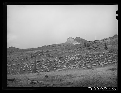 Sheep on the mountainside in San Juan County, Colorado