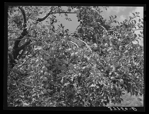Apples are grown very successfully in the Animas River Valley. La Plata County, Colorado