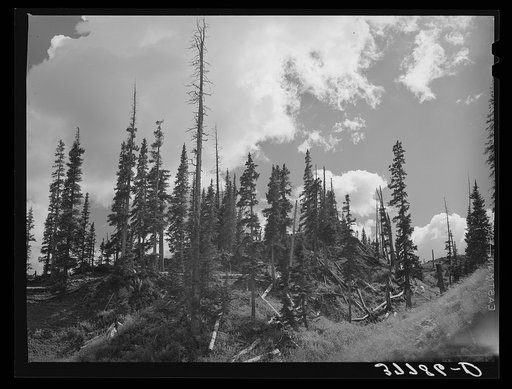 Untitled photo, possibly related to: Stand of pine with rotting logs which were cut and left by mine operators when they were cutting timber for mine and mill construction