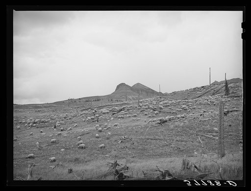 Untitled photo, possibly related to: Sheep on the mountainside in San Juan County, Colorado