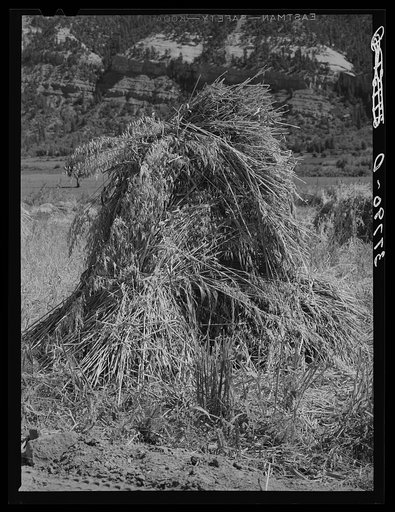 Untitled photo, possibly related to: Oats in the shock. La Plata County, Colorado